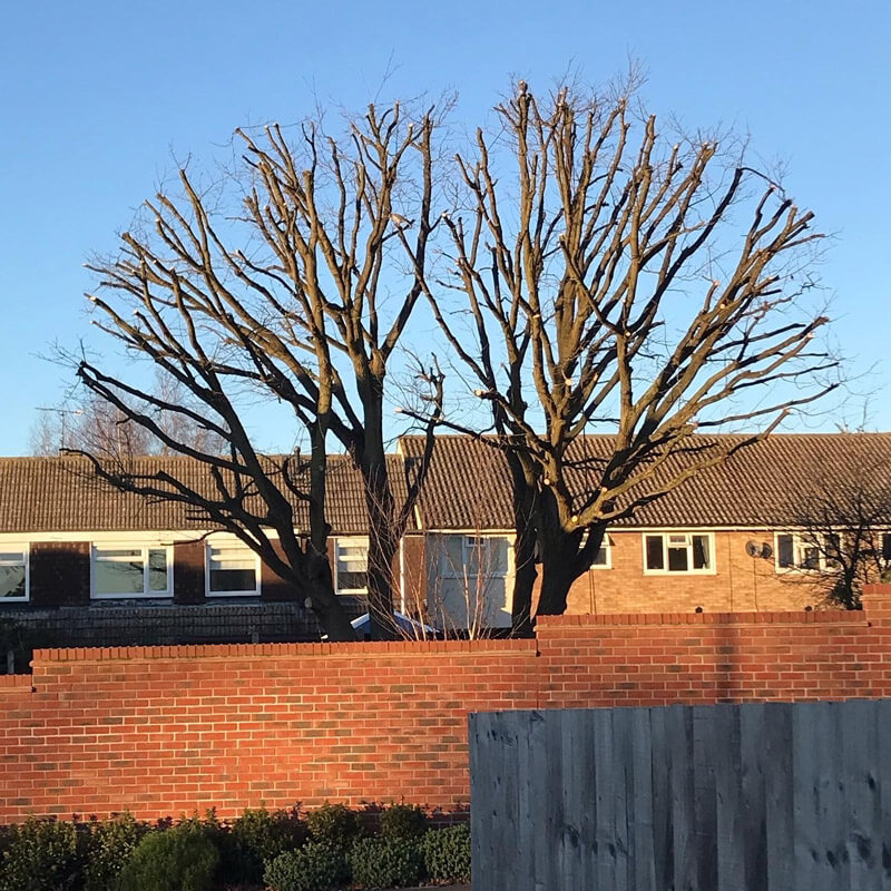 Tree surgery in Essex